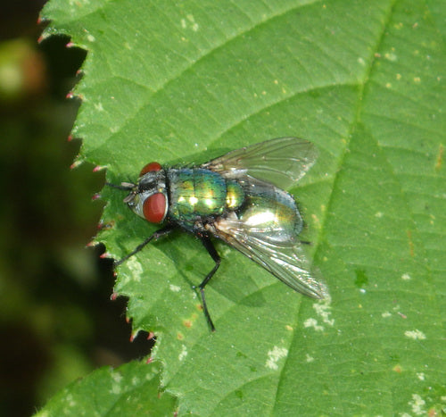 Mouche dorée commune — Bild 3