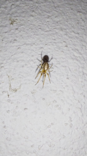 Mouche à tige commune — Bild 3