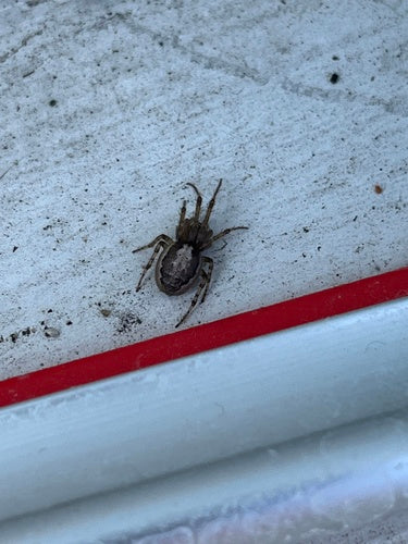 Mouche à tige commune — Bild 1