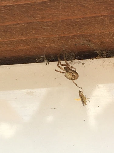 Mouche à tige commune — Bild 2