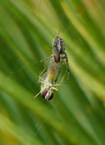 Mouche à tige commune — photo 1 sur 8