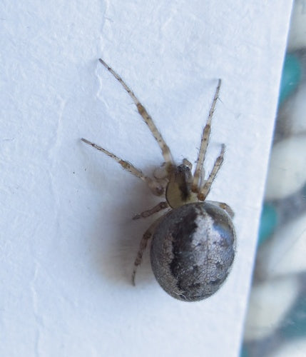 Mouche à tige commune — Bild 5