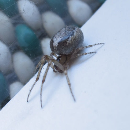 Mouche à tige commune — Bild 4