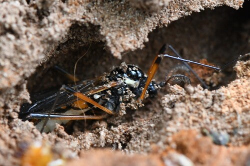 Cranefly à crête commune — Bild 5