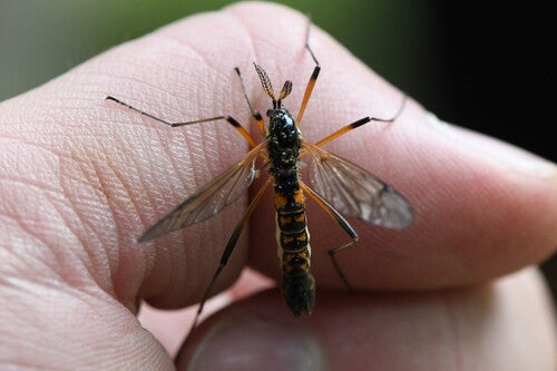 Cranefly à crête commune — Bild 2