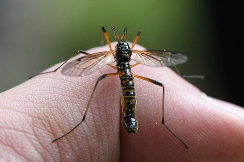 Cranefly à crête commune — Bild 4