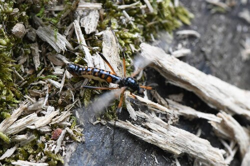 Cranefly à crête commune — Bild 3