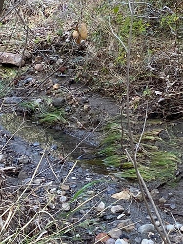 Carpe commune — Bild 3