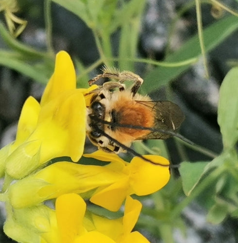Abeille longue corne commune — Bild 1