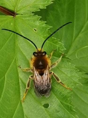 Abeille longue corne commune — Bild 2
