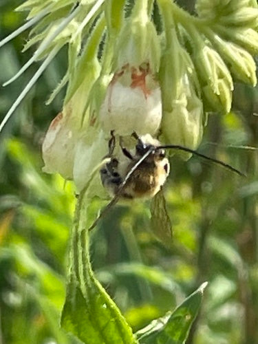 Abeille longue corne commune — Bild 5