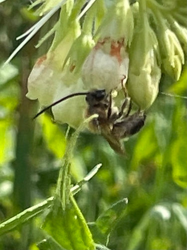 Abeille longue corne commune — Bild 4