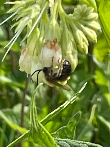 Abeille longue corne commune — Bild 3