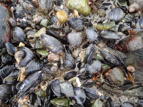 Moule commune — Bild 5