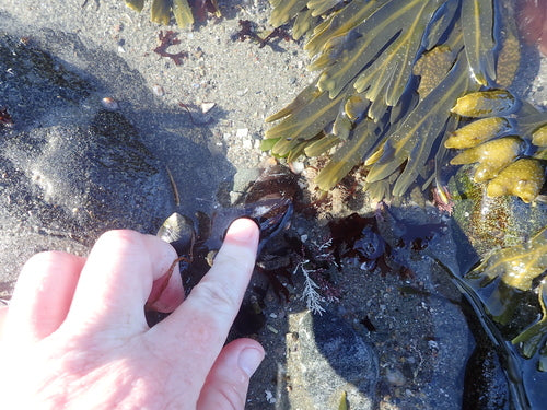 Moule commune — Bild 4