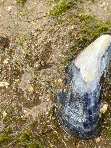 Moule commune — Bild 2