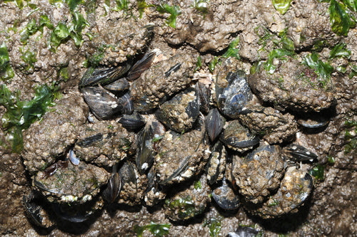 Moule commune — Bild 3
