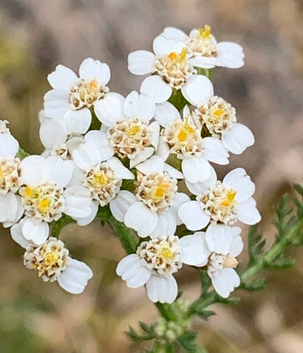 Achillée millefeuille — Bild 5
