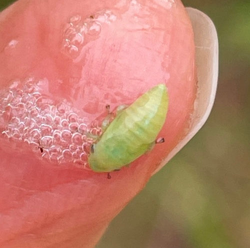 Trémie à mousse commune — Bild 2