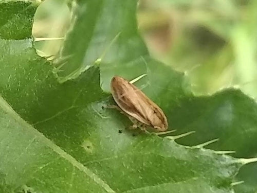 Trémie à mousse commune — Bild 5