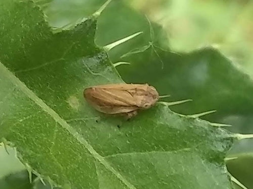 Trémie à mousse commune — Bild 4