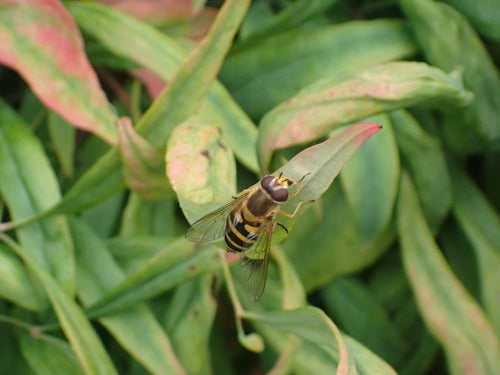 Hoverfly commun — Bild 5