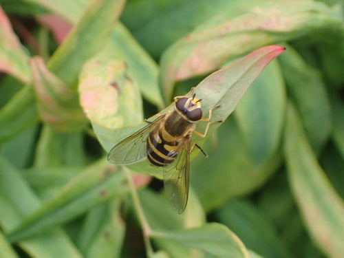 Hoverfly commun — Bild 4