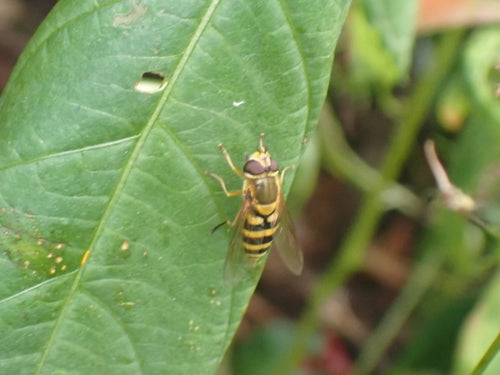 Hoverfly commun — Bild 3