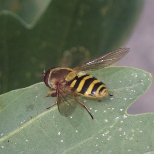 Hoverfly commun — Bild 2