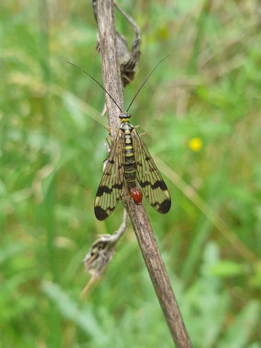 Mouche scorpion commune — Bild 5