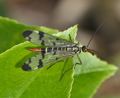 Mouche scorpion commune — Bild 4