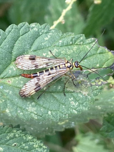 Mouche scorpion commune — Bild 3