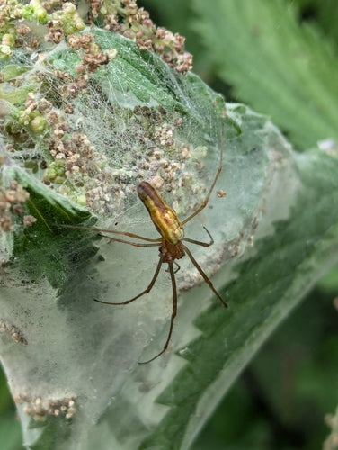 Araignée civière commune — Bild 5