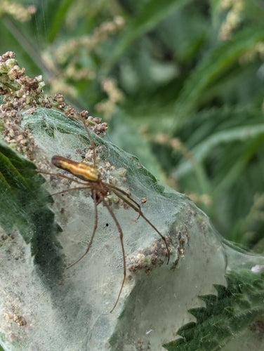 Araignée civière commune — Bild 4