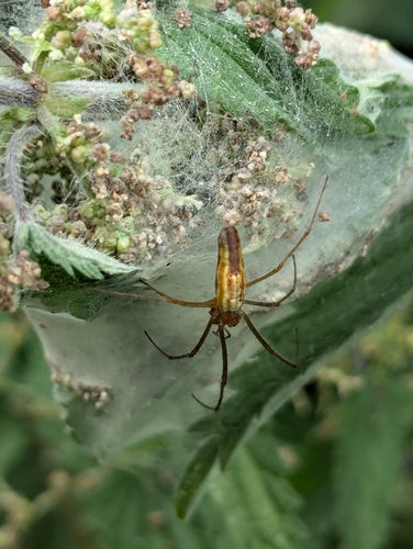 Araignée civière commune — Bild 3