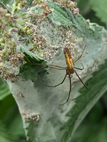 Araignée civière commune — Bild 2