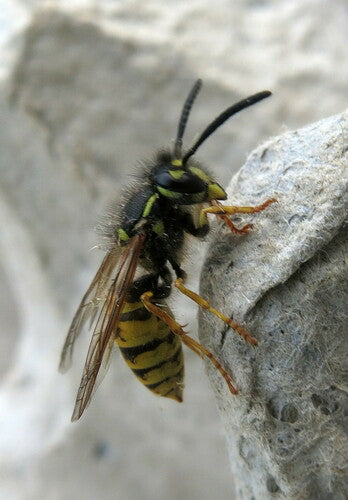 Gemeine Wespe - Bild 4