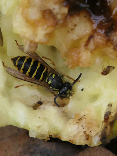 Gemeine Wespe - Bild 6