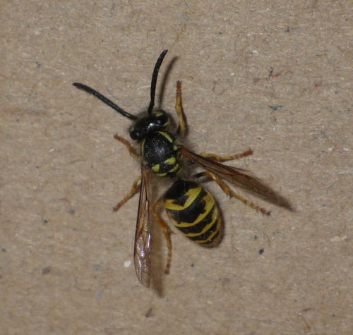 Gemeine Wespe - Bild 3