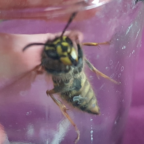 Gemeine Wespe - Bild 2