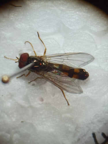 Hoverfly commun des prés — Bild 5