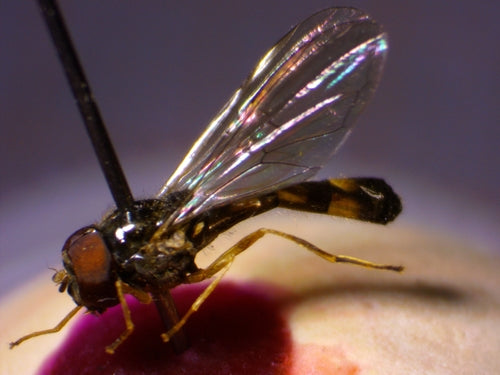 Hoverfly commun des prés — Bild 4