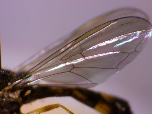 Hoverfly commun des prés — Bild 2