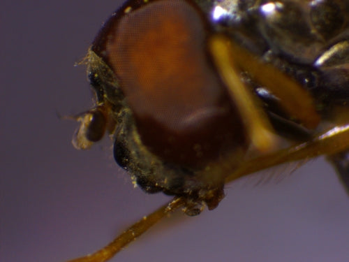 Hoverfly commun des prés — Bild 3