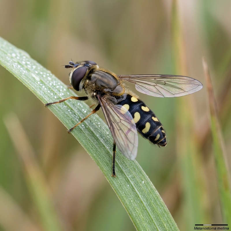 Hoverfly commun des prés