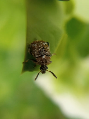 Coléoptère commun du pois — Bild 3