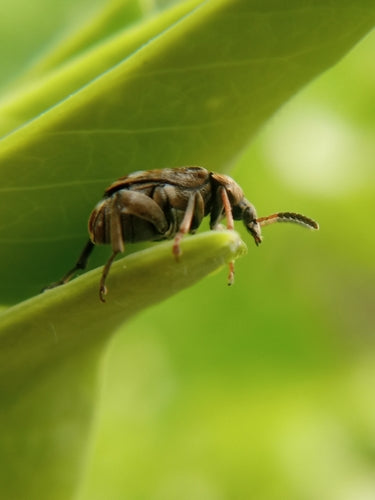 Coléoptère commun du pois — Bild 2