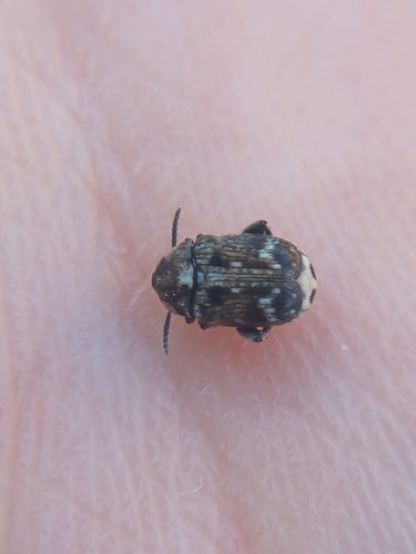 Coléoptère commun du pois — Bild 1
