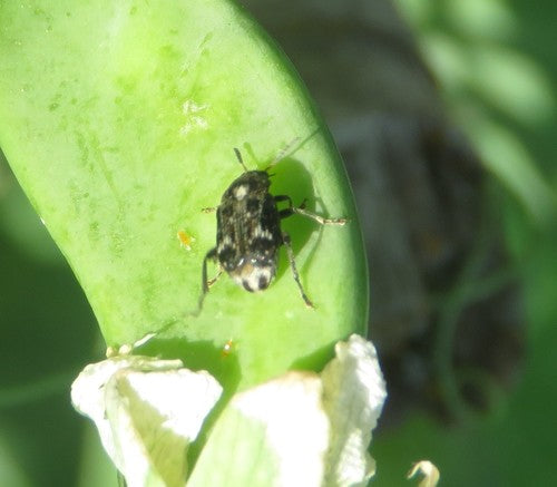Coléoptère commun du pois — Bild 4