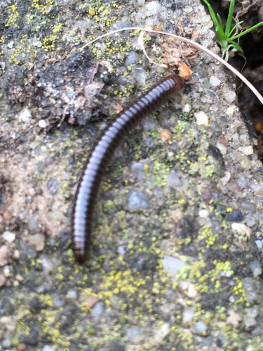Pied-cordier commun — Bild 3